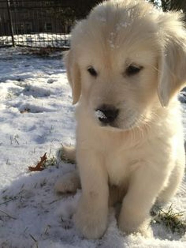 Golden Retriever pup looking sad