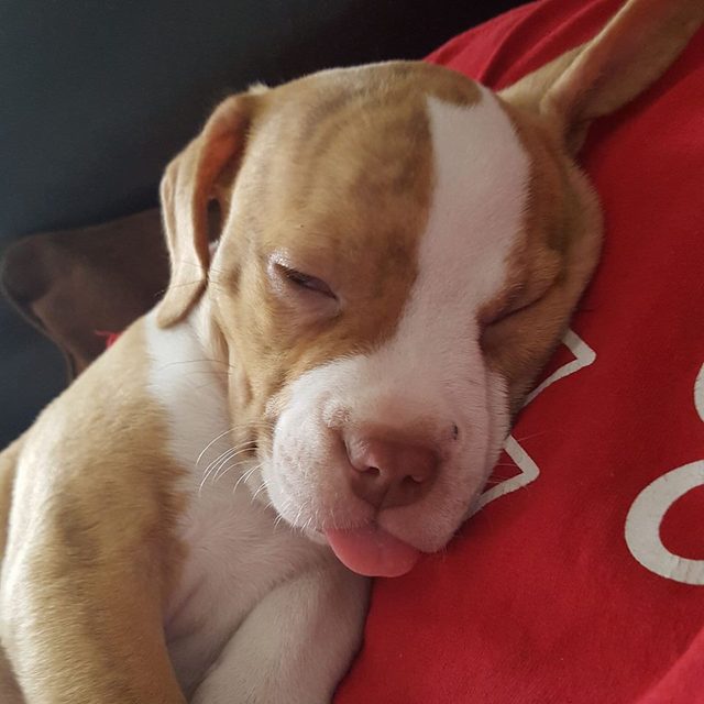 Cute pup asleep