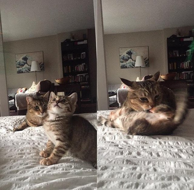 Cat sneaking up on and attacking kitten.