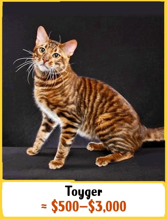 19 Awesome Cats That Cost A Fortune Small Joys