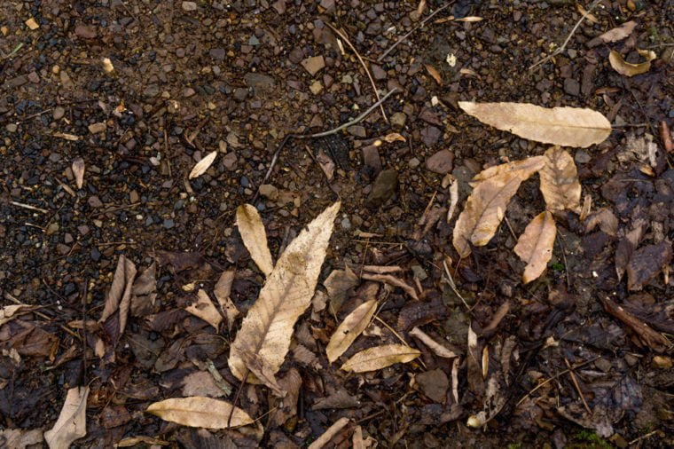 Dead Dirt Leaves Forest Texture