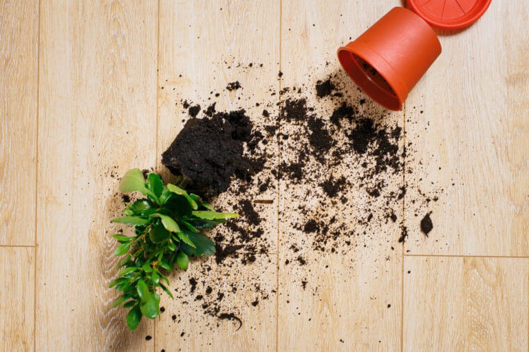 dropped the flower pot and scattered on the ground laminate House