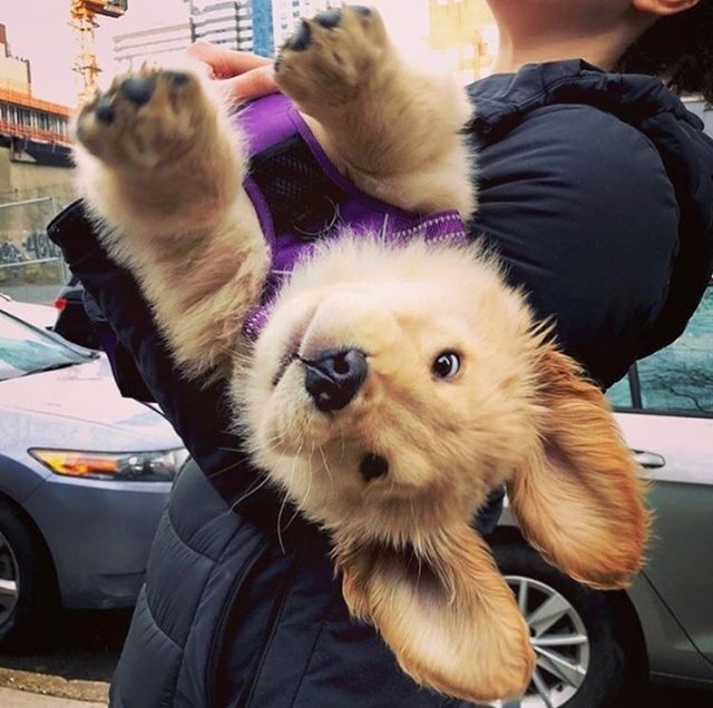 Puppy being carried away