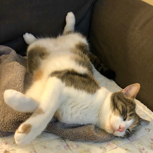 Smiling cat, sleeping