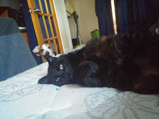 Dog photobombing picture of cat.