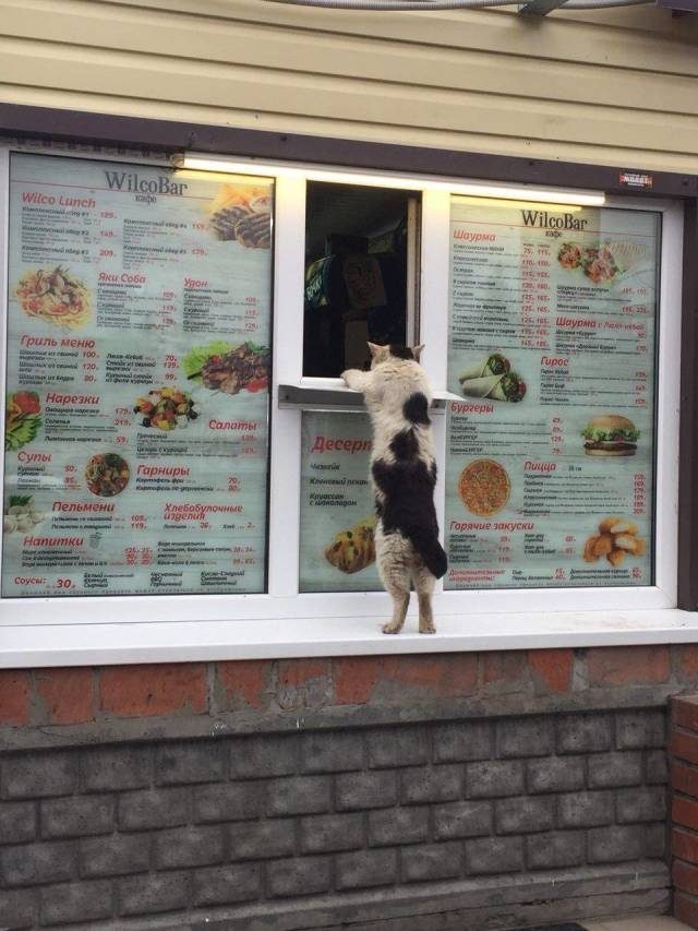 Cat standing up at drive thru window