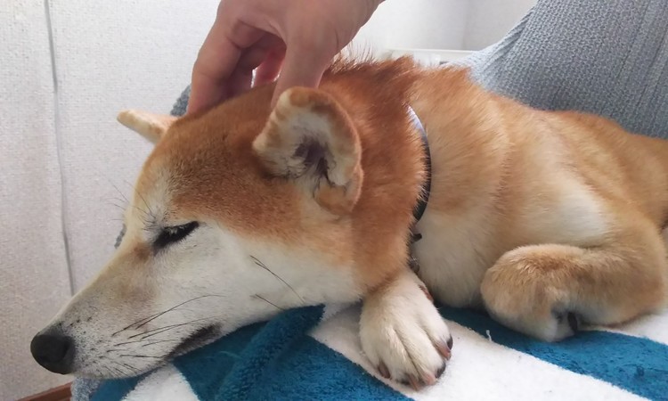 ãæç¬ãã®ç»åæ¤ç´¢çµæ