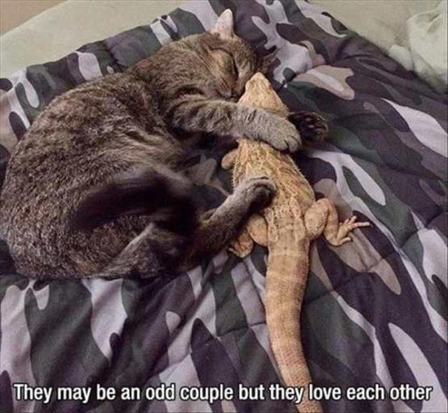 Cat and a lizard snuggling