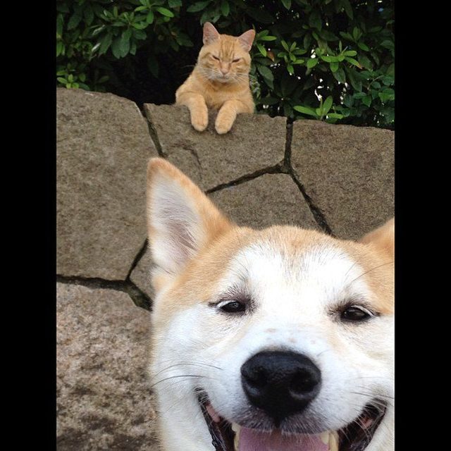 Angry cat photobombing picture of happy dog.