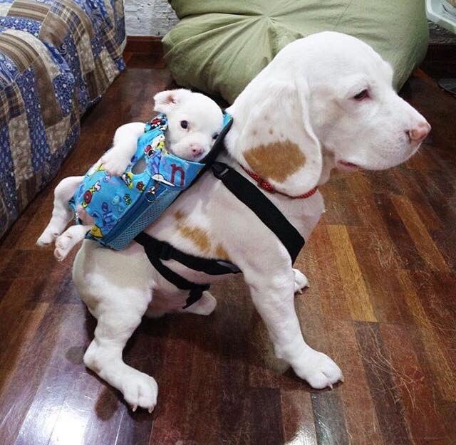 backpack with puppies