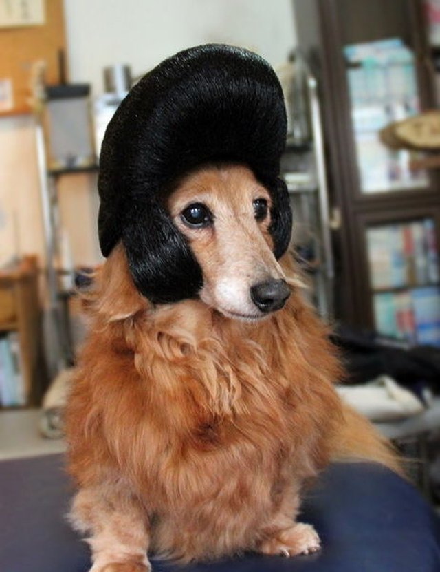 Dog in Elvis wig