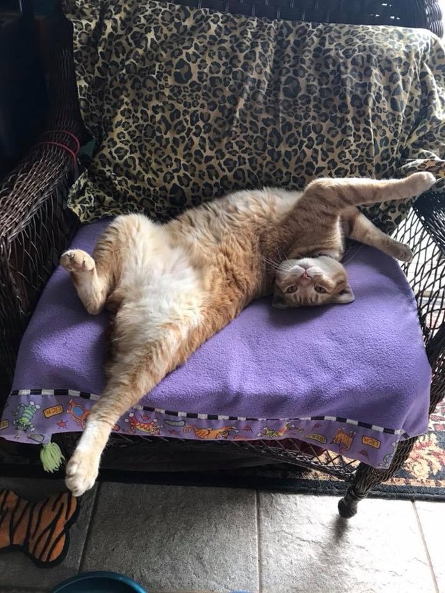 Silly cat poses guaranteed to make you LOL