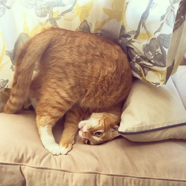 Silly cat poses guaranteed to make you LOL