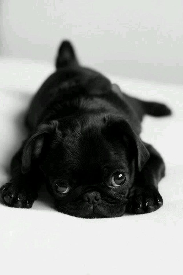 Pug puppy