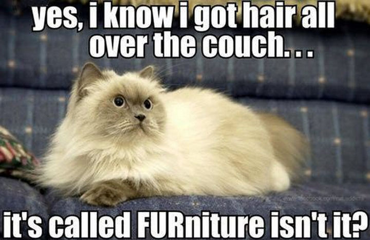 21 Cat Logic Photos - FURniture...of course!