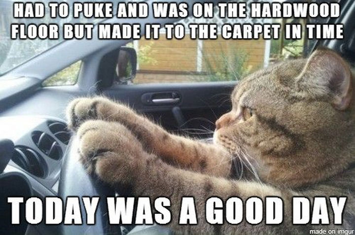 21 Cat Logic Photos - A good day indeed.