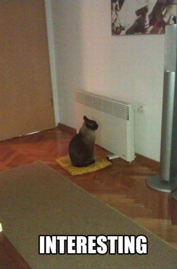 21 Cat Logic Photos - Must...get...heat.