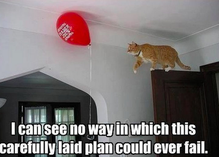 21 Cat Logic Photos - Nailed it?