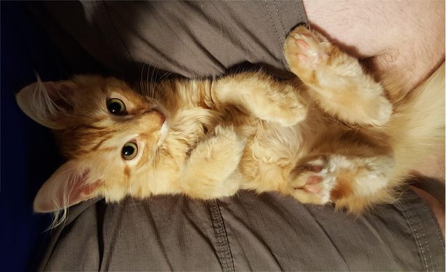 Maine Coon kitten