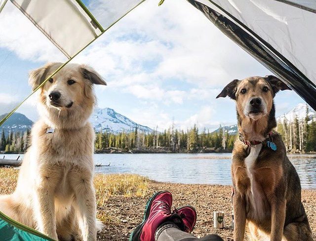 23 dogs living their best life as camping rock stars
