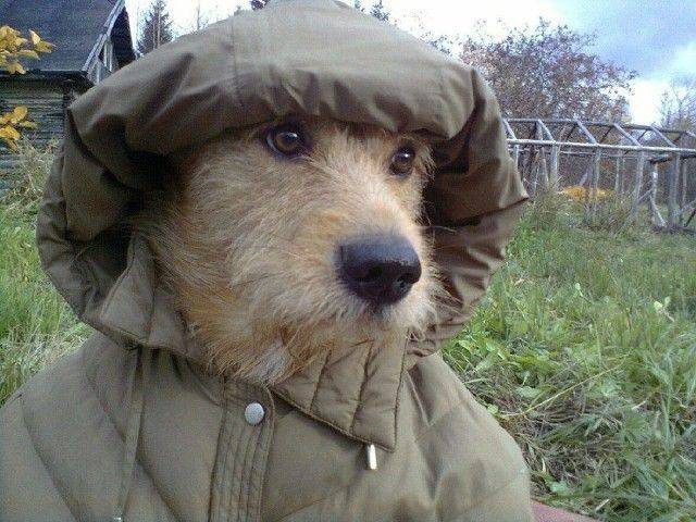 Dog in a jacket