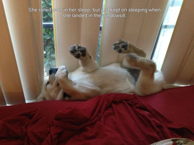 Dog pressed between couch and windowsill.