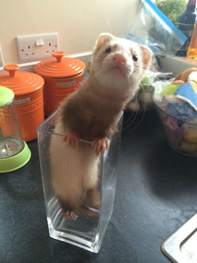 Ferret standing in a flower vase.