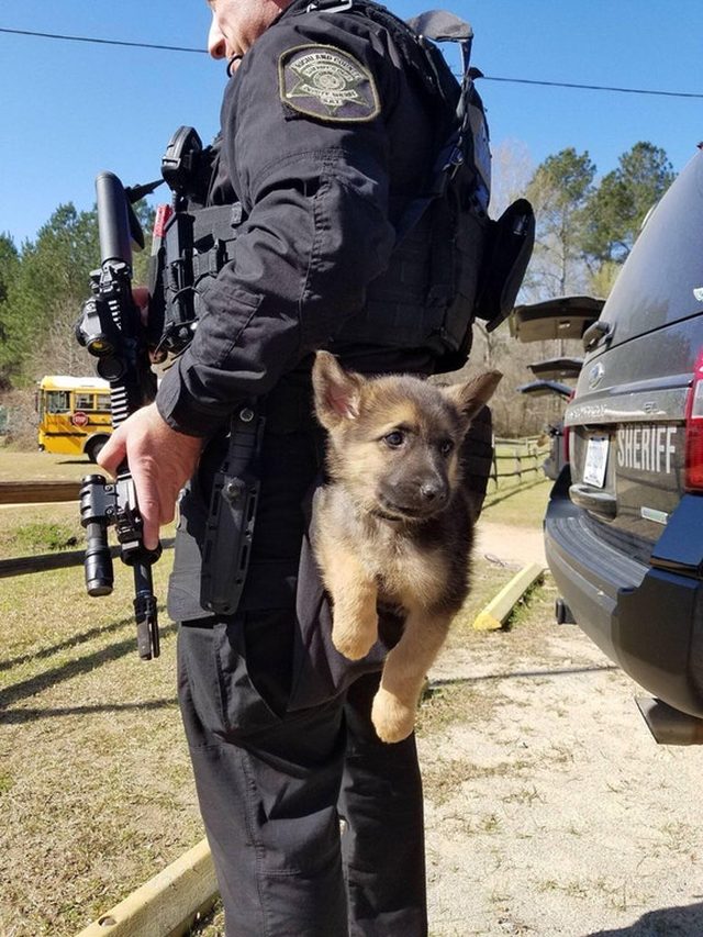 Puppy hanging from back of police officer