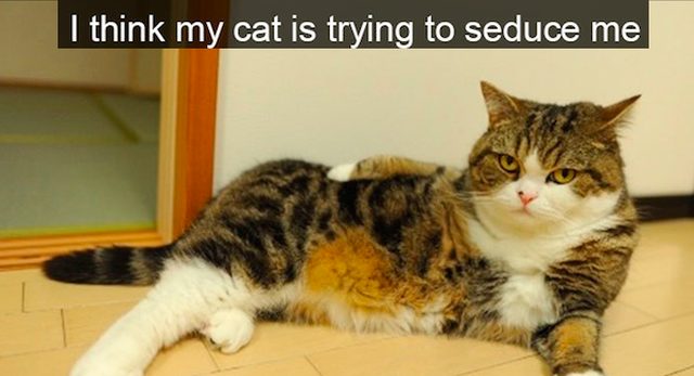 Cat meme