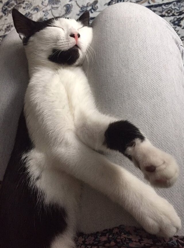 16 cats auditioning to be the cover model for Agatha Christie