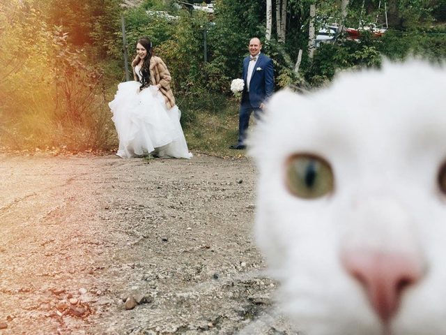 Cat photo bombing wedding pic