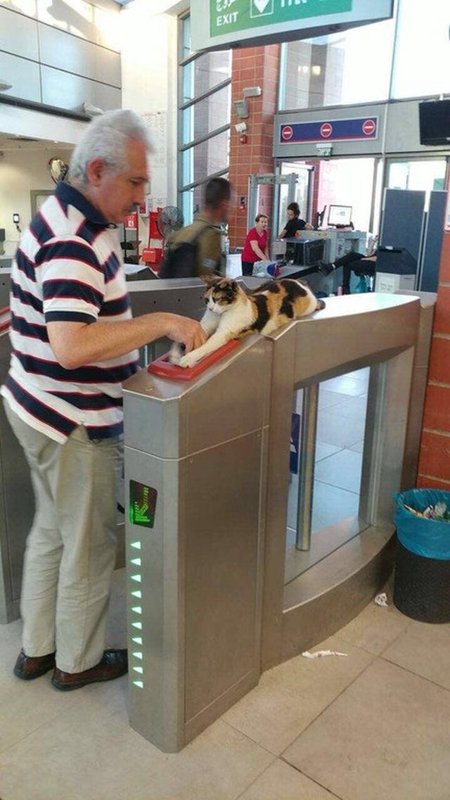 Cat sitting on subway turnstile.