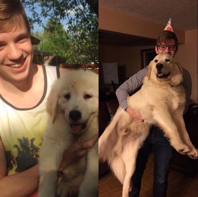 Side by side photos of dog as a puppy and dog as an adult.