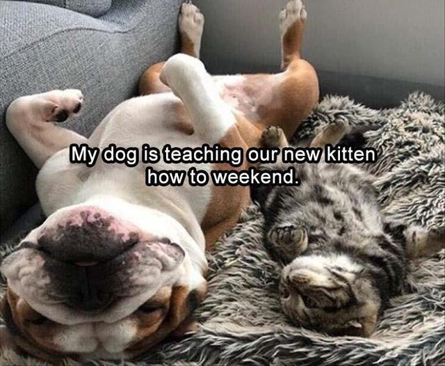 Dog and kitten relaxing