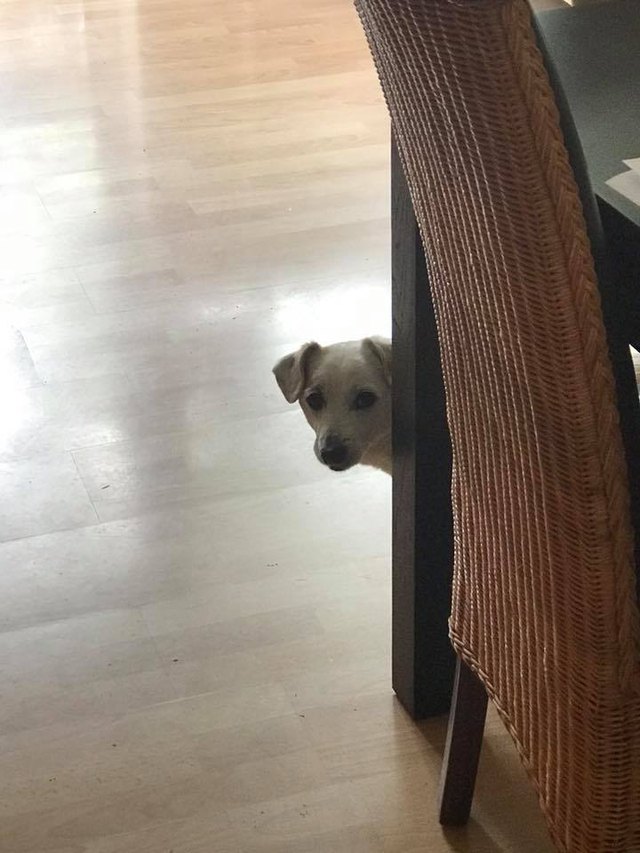 24 dogs in heckin predicaments that are all too real