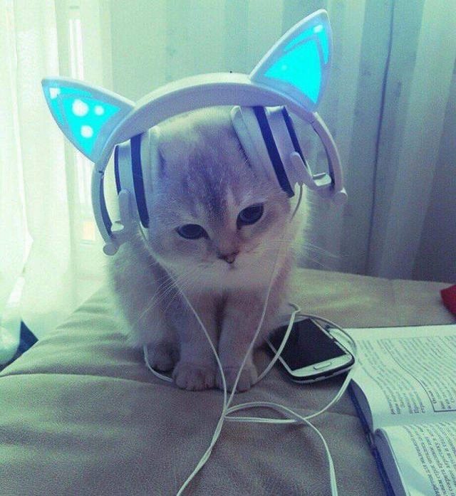 Kitten with cat ear headphones