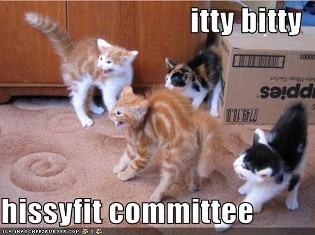 Kittens hissing.