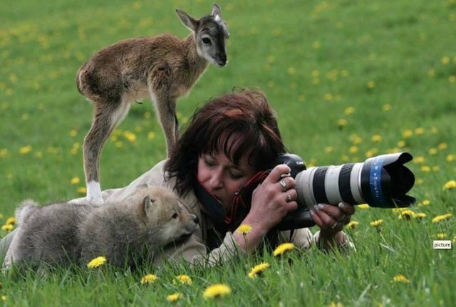 Animals interrupting wildlife photographers is our new favorite thing