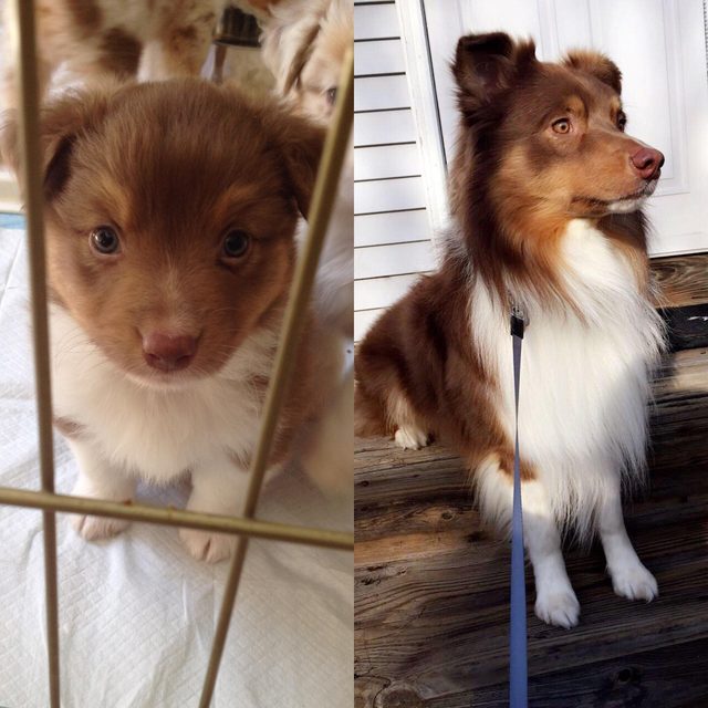 Side by side photos of dog as a puppy and dog as an adult.