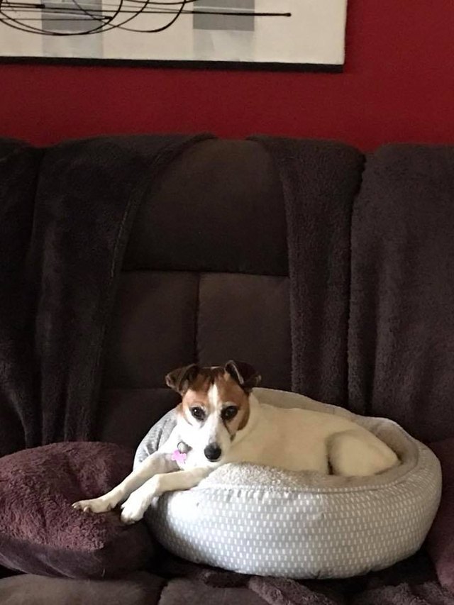 24 dogs in heckin predicaments that are all too real