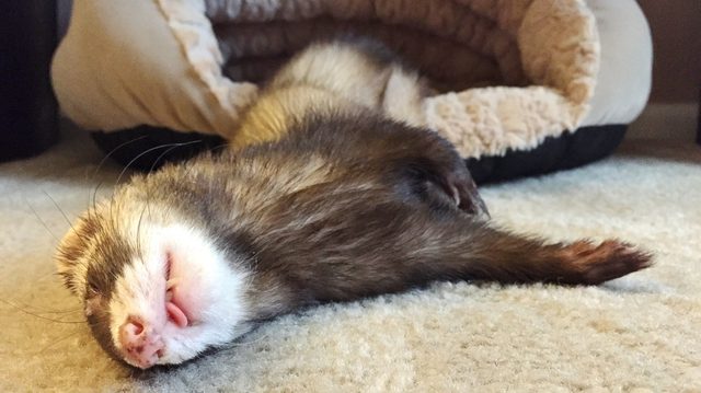 Sleeping ferret.