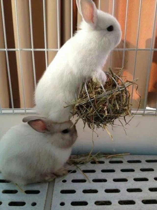 Rabbit standing on other rabbit