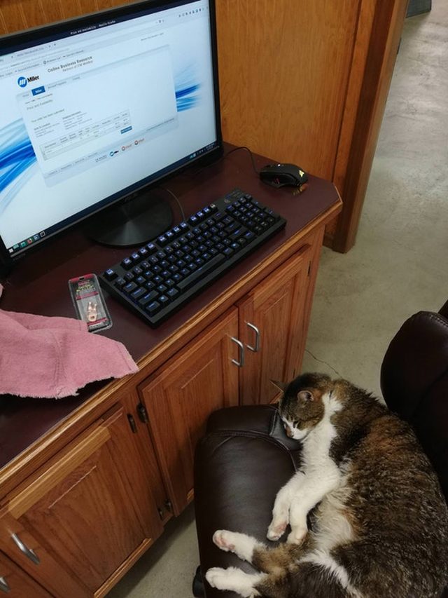 Cat sleeping on desk chair.