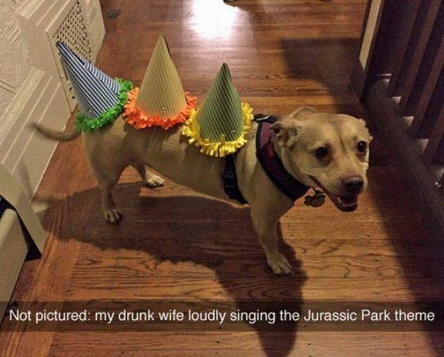 Dog wearing birthday hats like he
