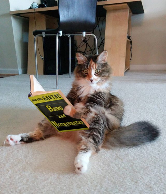 Cat look alarmed while reading philosophy book.