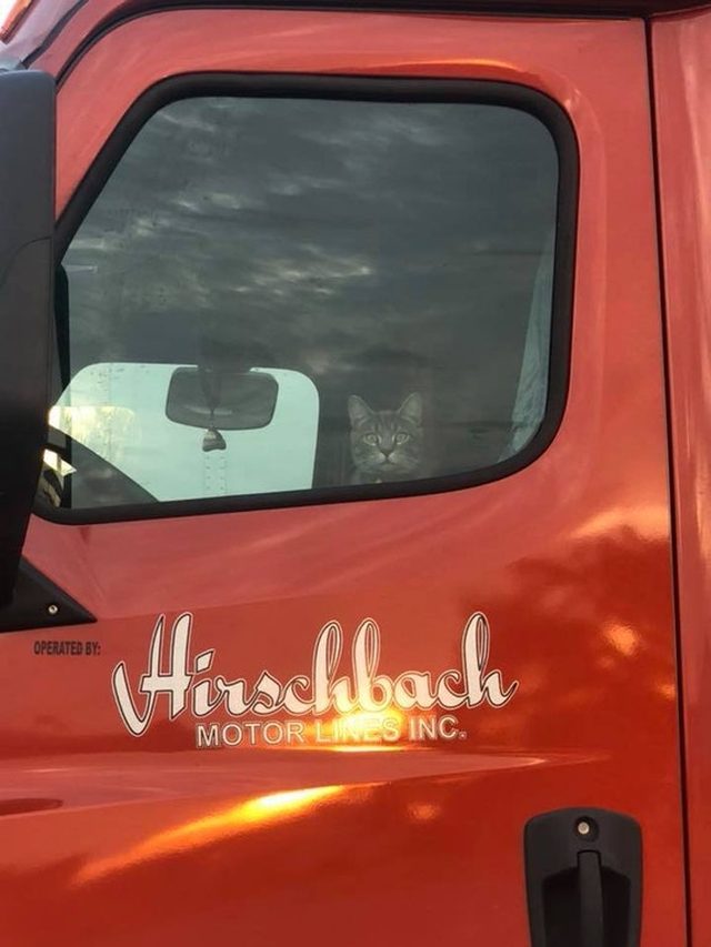 Cat sitting in cab of truck.