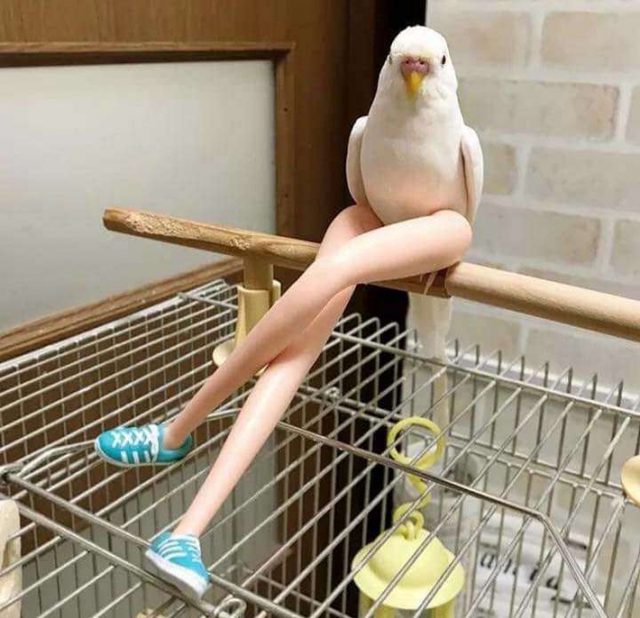Bird sitting on doll legs and it looks like the bird has legs!