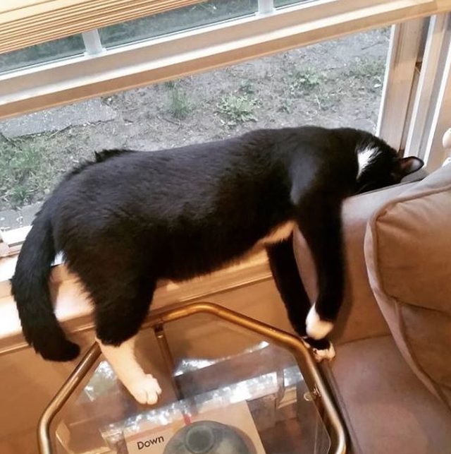 16 cats auditioning to be the cover model for Agatha Christie