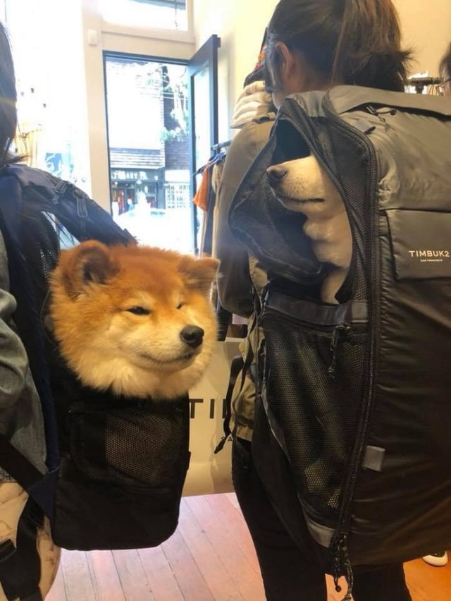 Dogs in backpacks