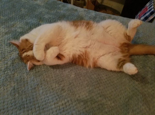 Silly cat poses guaranteed to make you LOL